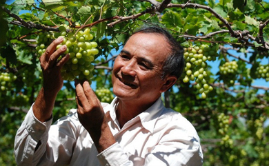 NHO BA MỌI